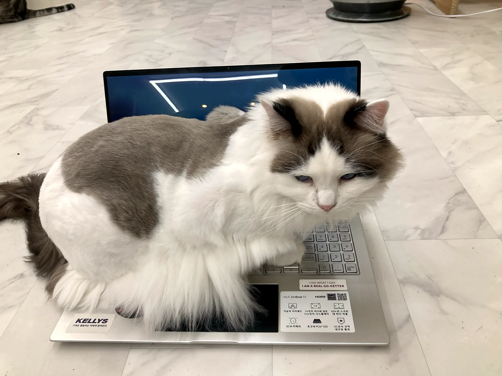 노트북 키보드 위에 엎드린 고양이