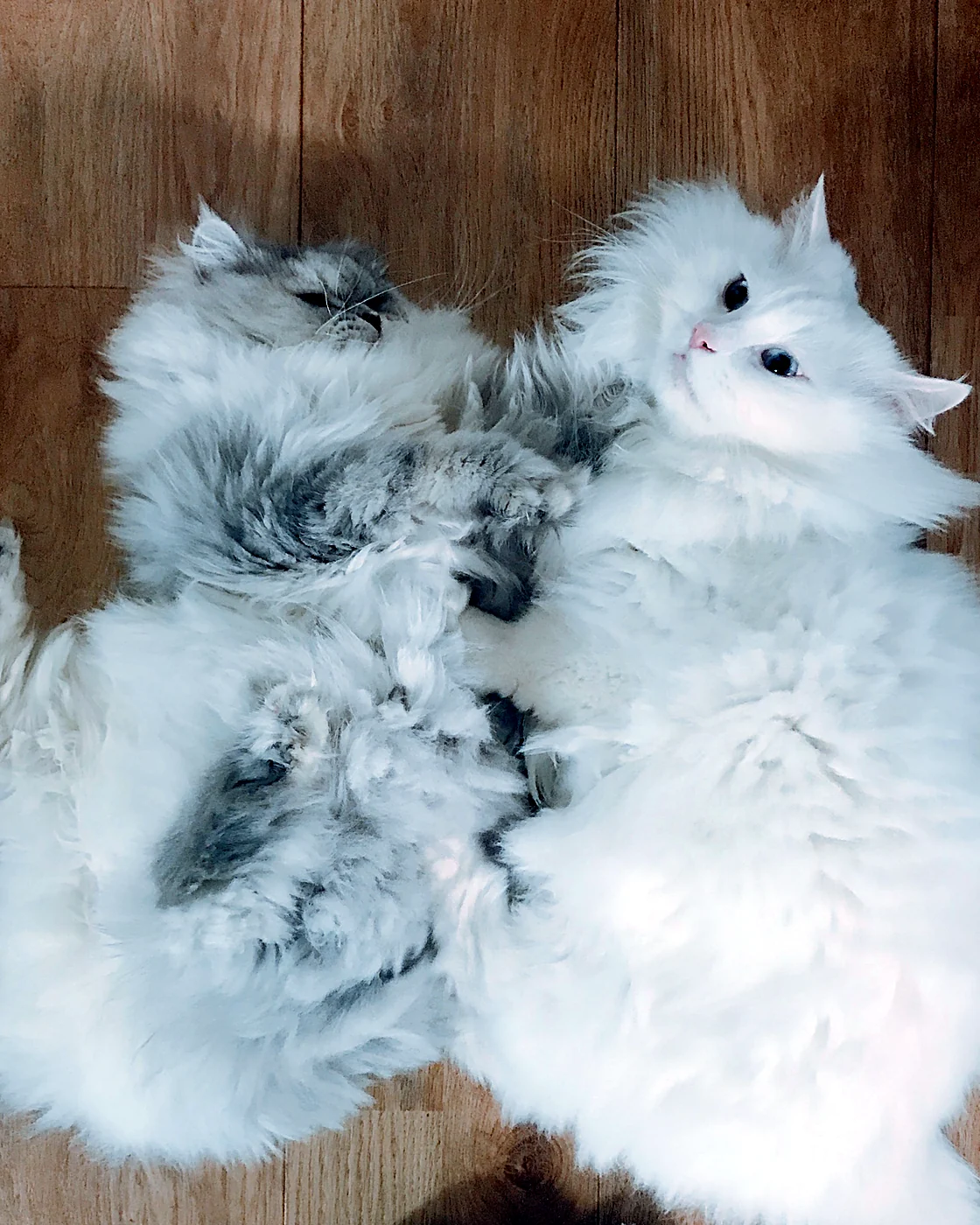 흰 고양이 두 마리가 나란히 누운 모습